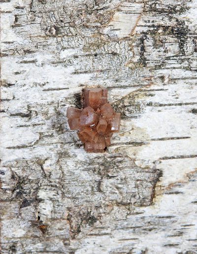 Lampe-Aragonite-Fleur-detail-Bircha Bark 2013